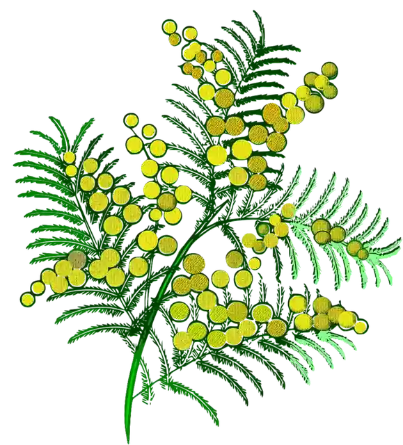 Kostenloser Download Mimosenblumen Blume - Kostenlose Vektorgrafik auf Pixabay, kostenlose Illustration zur Bearbeitung mit GIMP, kostenloser Online-Bildeditor