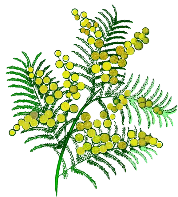 Free download Mimosa Flowers Flower - Free vector graphic on Pixabay free illustration to be edited with GIMP free online image editor