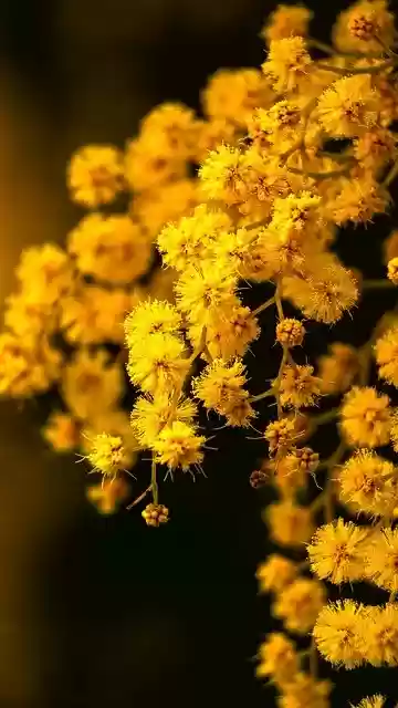 Free download mimosa flowers plant yellow flowers free picture to be edited with GIMP free online image editor