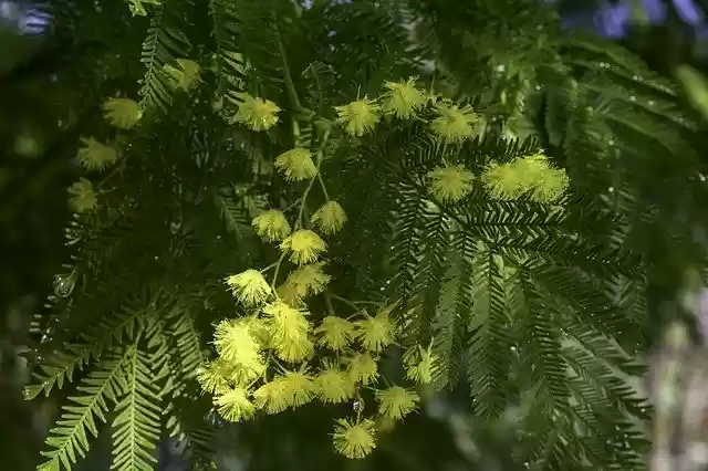 Free download Mimosa Party Women Flowers -  free photo or picture to be edited with GIMP online image editor