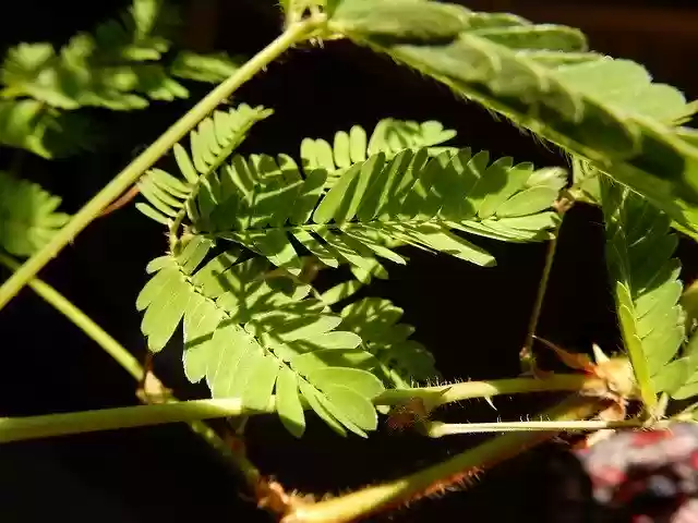 Free download Mimose Sunlight Leaf Mimosa -  free free photo or picture to be edited with GIMP online image editor