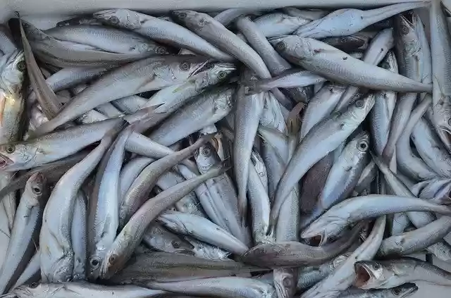 Free download Minnows Fresh Fish -  free free photo or picture to be edited with GIMP online image editor