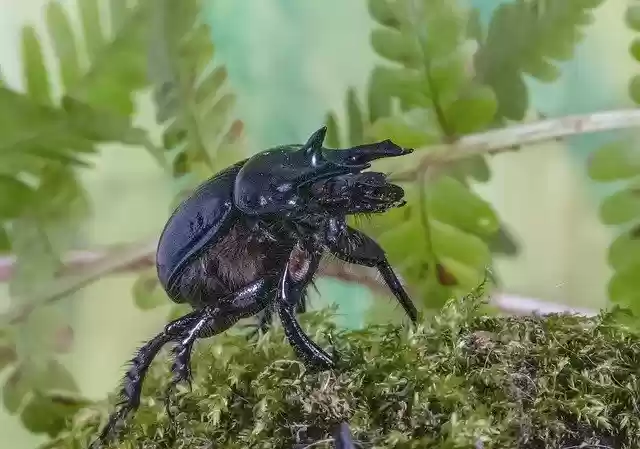 Free download Minotaur-Beetle Bug Legs -  free photo or picture to be edited with GIMP online image editor