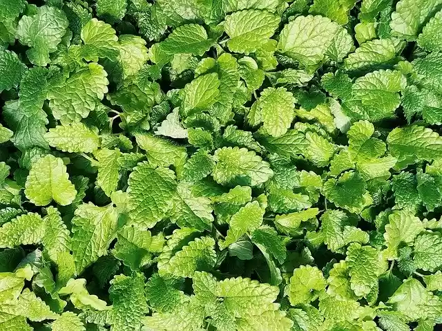 Free download Mint Herb Plant -  free photo or picture to be edited with GIMP online image editor
