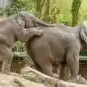 mischievous baby elephant  screen for extension Chrome web store in OffiDocs Chromium