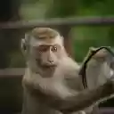 Mischievous monkey  screen for extension Chrome web store in OffiDocs Chromium