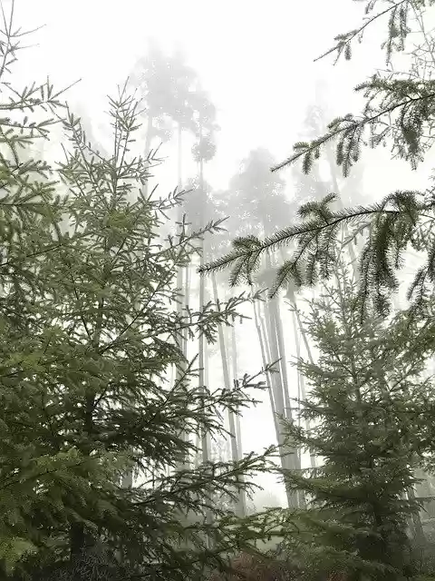 Free download Misty Forest Fog -  free photo or picture to be edited with GIMP online image editor