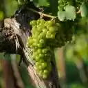 MMany green grapes  screen for extension Chrome web store in OffiDocs Chromium