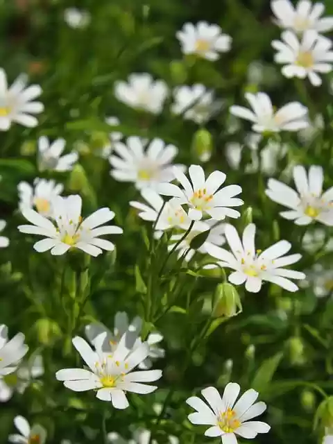Free download mobile wallpaper anemone meadow free picture to be edited with GIMP free online image editor