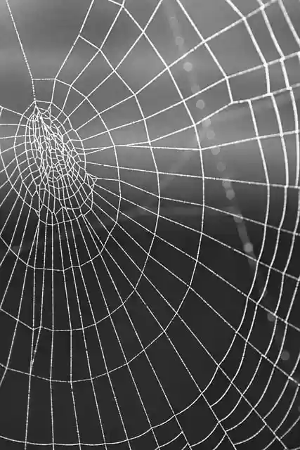 Free download mobile wallpaper spider web free picture to be edited with GIMP free online image editor