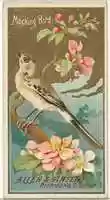 Free download Mockingbird, from the Birds of America series (N4) for Allen & Ginter Cigarettes Brands free photo or picture to be edited with GIMP online image editor