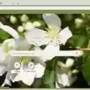 Mock Orange  screen for extension Chrome web store in OffiDocs Chromium