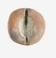 Free download Mold for Trussed Duck Amulet free photo or picture to be edited with GIMP online image editor