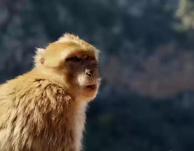 Baixe gratuitamente a imagem gratuita do retrato da vida selvagem do macaco animal do dinheiro para ser editada com o editor de imagens on-line gratuito do GIMP