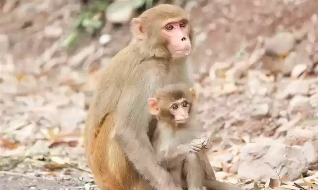 Free download monkeya apes primates mother baby free picture to be edited with GIMP free online image editor