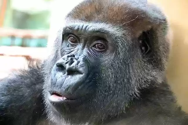 Free download Monkey Animals Grand -  free free photo or picture to be edited with GIMP online image editor
