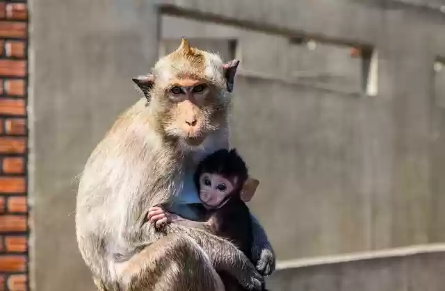 Free download monkey ape primate animals mother free picture to be edited with GIMP free online image editor