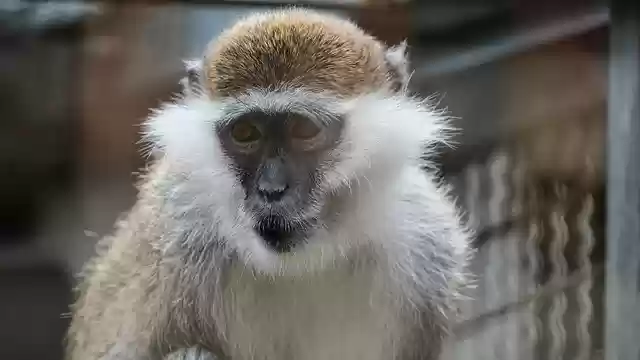 Free download monkey ape primate face wildlife free picture to be edited with GIMP free online image editor