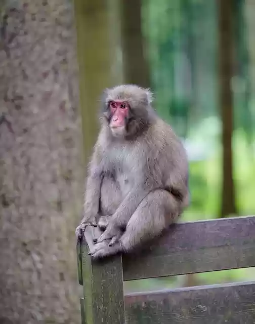 Free download monkey ape primate fence animal free picture to be edited with GIMP free online image editor