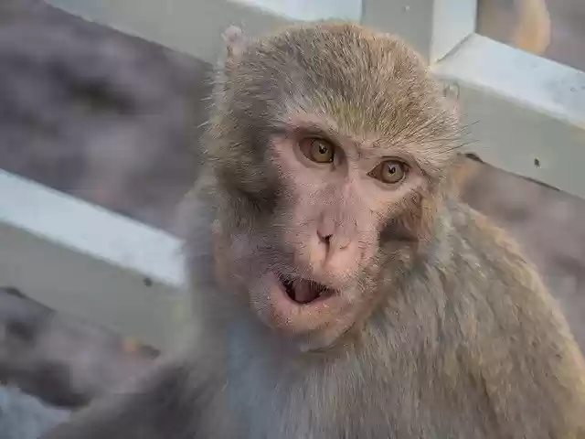 Free download monkey ape primate violent animal free picture to be edited with GIMP free online image editor