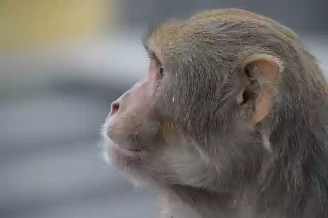 Free download monkey ape think zoo animal free picture to be edited with GIMP free online image editor