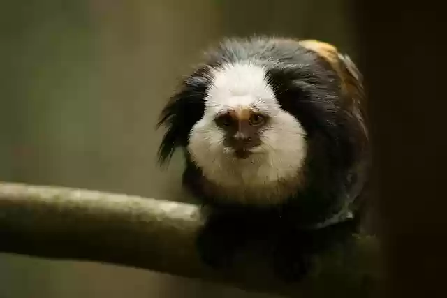 Free download monkey capuchin monkey ape primate free picture to be edited with GIMP free online image editor