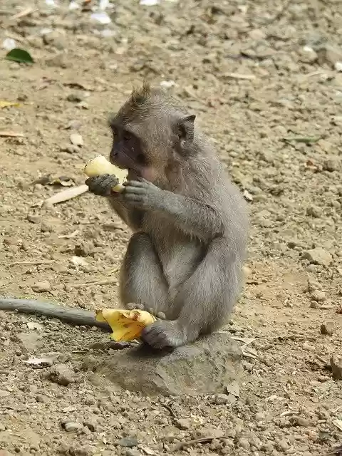 Free download Monkey Äffchen Animal World -  free photo or picture to be edited with GIMP online image editor