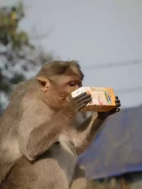 MONKEYFOOD  screen for extension Chrome web store in OffiDocs Chromium