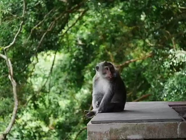 Free download Monkey Forest Ubud -  free photo or picture to be edited with GIMP online image editor