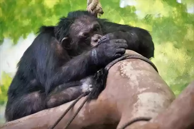 Free download monkey is sleeping chimp good zoo free picture to be edited with GIMP free online image editor