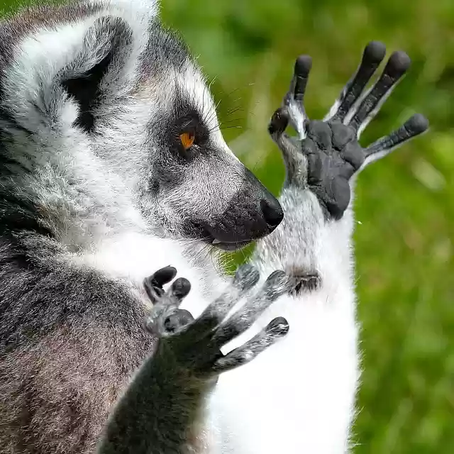 Free download monkey lemur ring tailed lemur paws free picture to be edited with GIMP free online image editor