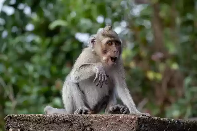 Free download monkey macaque primate free picture to be edited with GIMP free online image editor