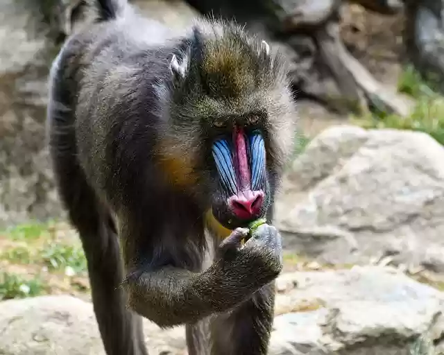 Free download monkey mandrill primate ape mammal free picture to be edited with GIMP free online image editor