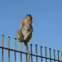 monkey on the fence  screen for extension Chrome web store in OffiDocs Chromium