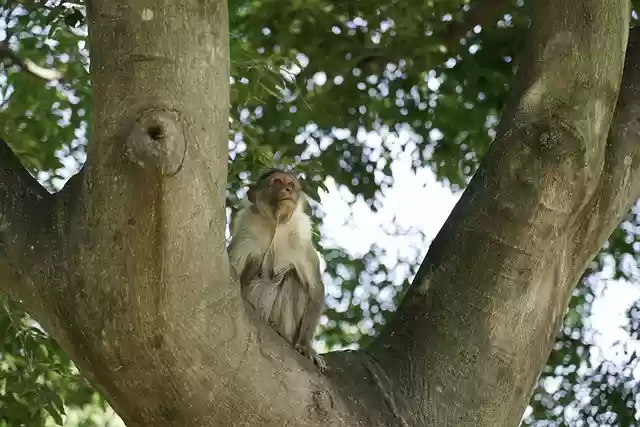 Free download monkey primate ape animal wildlife free picture to be edited with GIMP free online image editor