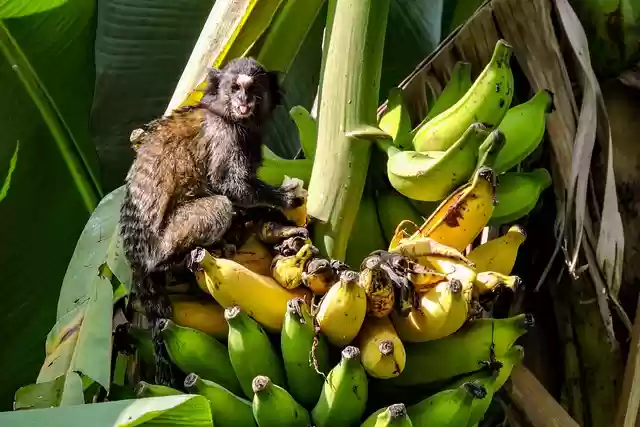 Free download monkey primate ape bananas free picture to be edited with GIMP free online image editor