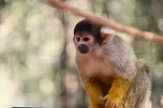 Free download monkey primate mammal animal free picture to be edited with GIMP free online image editor