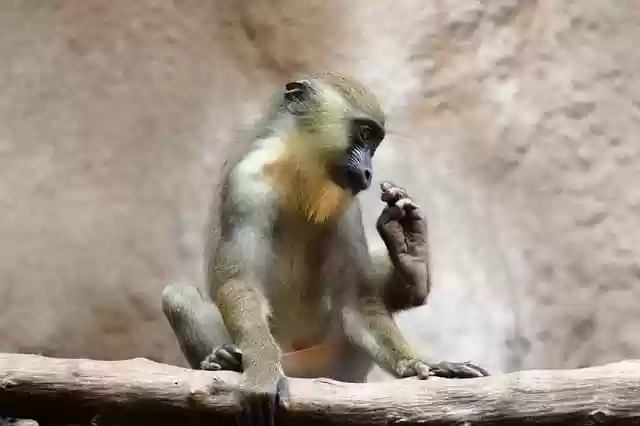 Free download monkey primate mammal macaque free picture to be edited with GIMP free online image editor