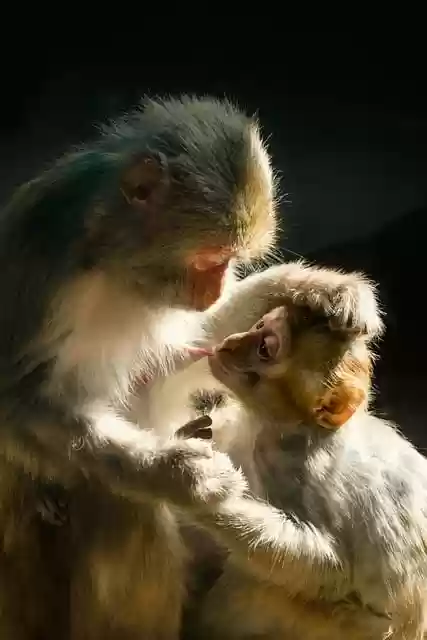 Free download monkey primates maternal love free picture to be edited with GIMP free online image editor