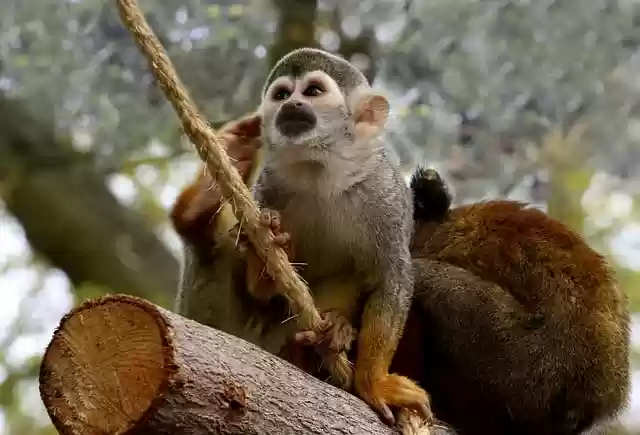 Free download monkey red squirrel monkey animal free picture to be edited with GIMP free online image editor