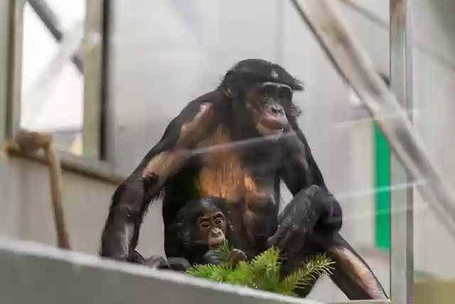 Free download monkeys ape mother infant zoo free picture to be edited with GIMP free online image editor
