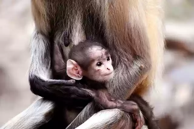 Free download monkeys baby primates apes mammals free picture to be edited with GIMP free online image editor