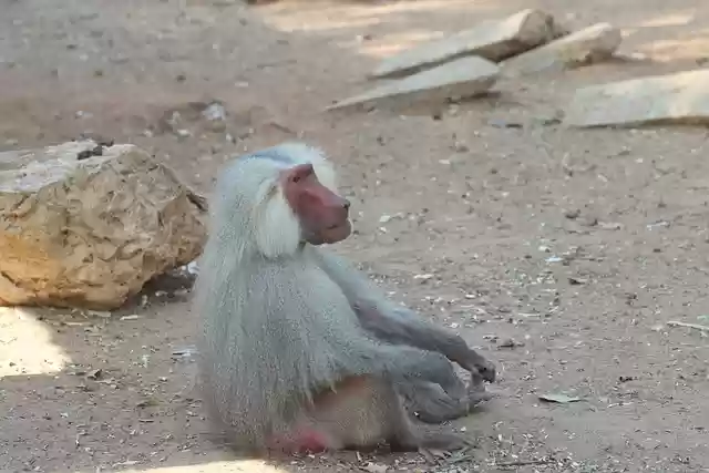 Free download monkeys primate ape mammals free picture to be edited with GIMP free online image editor