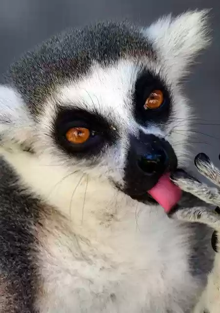 Free download Monkey Tongue Eyes -  free photo or picture to be edited with GIMP online image editor