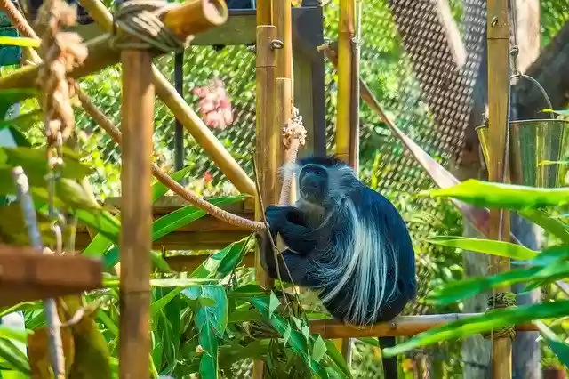 Free download Monkey Tree Colobus -  free photo or picture to be edited with GIMP online image editor