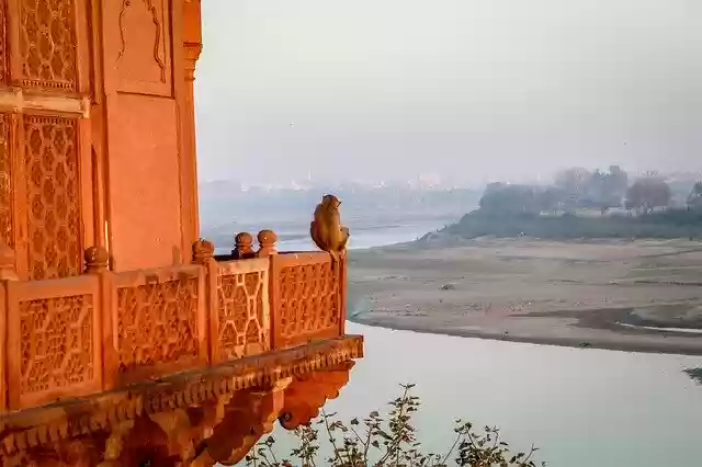Free download Monkey View India Taj -  free photo or picture to be edited with GIMP online image editor