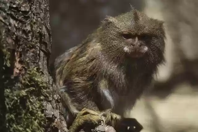 Free download monkey zoo animal wildlife natural free picture to be edited with GIMP free online image editor