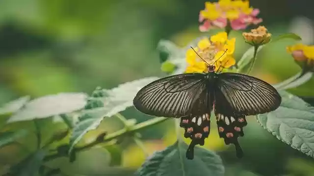 Free download Monsoon Kerala Butterfly -  free photo or picture to be edited with GIMP online image editor