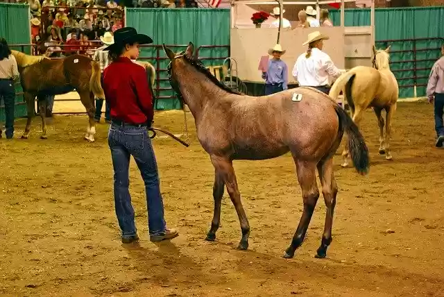 Free download Montana Horse Auction Filly -  free photo or picture to be edited with GIMP online image editor