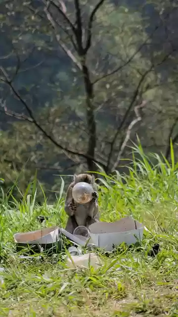 Free download monyet monkey forest nature wild free picture to be edited with GIMP free online image editor